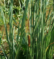 plants of Typha angustata Bory et Chaub. grow in a cluster