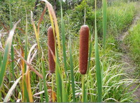 growing plants of Typha angustifolia L. with two brownish spikes