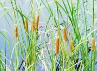 plants of Typha angustifolia L. with several brownish spikes grow in lake