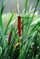 fruiting plants of Typha latifolia with two spikes grow in a lake