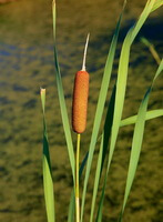 a fruiting plant of Typha latifolia with a brownish spike grow in lake