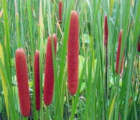 fruiting plants of Typha orientalis Presl with brownish spikes grow in a lake