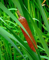 a plant of Typha orientalis Presl with a brownish spike and green leaves