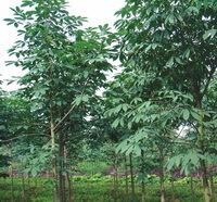 trees of Aesculus chinensis Bge grow in a field