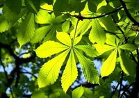 leaves of Aesculus chinensis Bge in sunny day