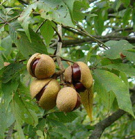 fruiting tree of Aesculus chinensis Bge with several fruits hanging on branches
