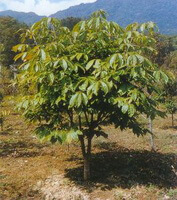 small tree of Aesculus wilsonii Rehd grow in field