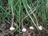 growing shrubs of Allium macrostemon Bunge with bulb rhizome