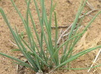 shrubs of Allium meriniflorum Herb.Baker. grow in an arid field
