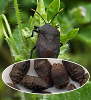 an insect and herb of Aspongopus chinensis Dallas.