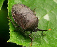 a living insect of Aspongopus chinensis Dallas craw on a green leaf