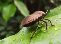 a living insect of Aspongopus chinensis Dallas on a green leaf