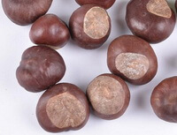 several chocolate brownish Buckeye Seeds