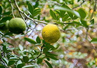 fruiting tree of Citrus medica L with unmature fruits