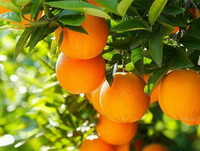 ripe fruits of Citrus sinensis L. Osbeck are hanging on branches with green leaves