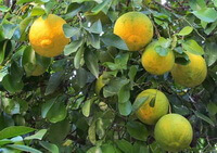 fruiting tree of Citrus wilsonii Tanaka with many yellow fruits