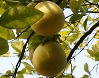 fruiting tree of Citrus wilsonii Tanaka.