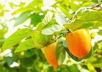 branches of Diospyros kaki Thunb with orange-colored fruits