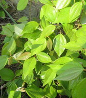 plants of Lindera aggregata Sims Kosterm with many leaves grow in sunny field