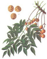 a colorful drawing of Melia toosendan Sieb.et Zucc,branches and stems,green leaves and brownish fruits