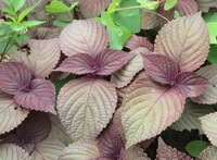 growing plants of Perilla frutescensL.Britt with purple leaves