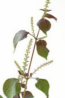 a colorful drawing of Perilla frutescensL.Britt. plant,with green leaves,flower spikes