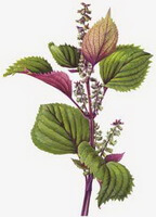 a colorful drawing of Perilla frutescensL.Britt.,flowering plant with small white flowers