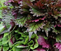 growing plants of Perilla furtescens L.Britt.var.purpurascensHayataH.W.Li. with purple leaves