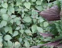 growing plants of Perilla furtescens L.Britt.var.purpurascensHayataH.W.Li. with many leaves