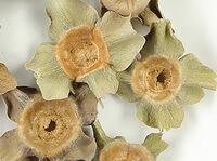 several dried pale brownish herbs of Persimmon Calyx