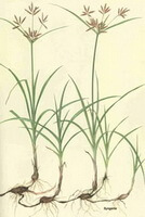 a drawing of Cyperus rotundus L.,flowering plants with small flowers and root