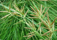 flowering plants of Cyperus rotundus L. with small flower spikes