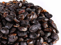 dried herb insects of Aspongopus are piled together