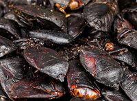 many dried insects of Stink-bug are piled together