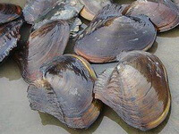several shellfishes of Anodonta woodiana Lea