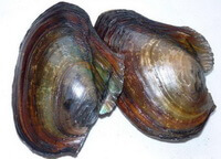 a shellfish of Anodonta woodiana Lea