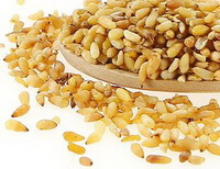 yellowish seed kernels of Chinese Arborvitae Seed