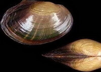 a shellfish of Cristaria plicata Leach on sand in river