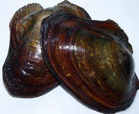 two shellfishes of Cristaria plicata Leach