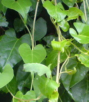 growing stems and green leaves,vines of Fleece-flower Stem