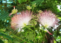 several Albizia flowers grow on tree