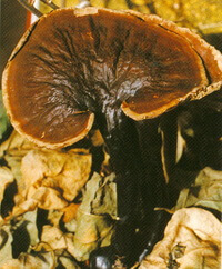 Ganoderma ahmadii Steyaert.