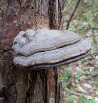Ganoderma resinaceum.