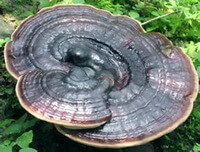 a big mushroom of Ganoderma Lucidium grows in grass