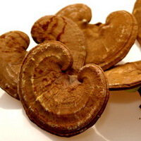 herb Ganoderma Lucidium with spore powder on the surface