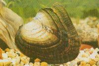 a shellfish of Hyriopsis cumingii Lea on sands in water