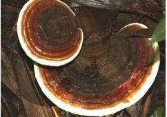 two brownish mushrooms of Ganoderma amboinense Lam.Pat grow on stem.