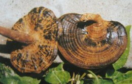 dark brownish mushrooms of Ganoderma boninense.