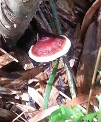 a brownish mushroom of Ganoderma calidophilum grows in grass