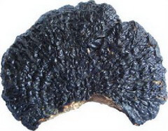 a piece of black mushroom of Ganoderma capense Lloyd D.A.Reid.